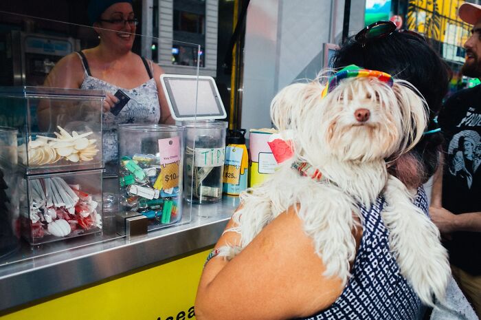 Small white dog wearing colorful sunglasses being held by a person at a street vendor’s booth with snacks and tips jar visible.