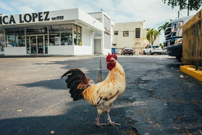 Rooster standing on a c*****d street near a vintage storefront, capturing a hilarious and heartwarming animal moment.
