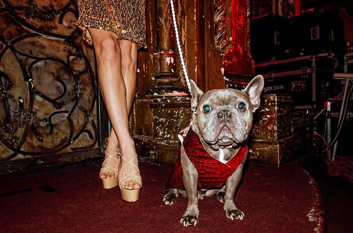 French bulldog wearing a red outfit sitting next to a person in platform heels, capturing a hilarious and heartwarming animal moment.