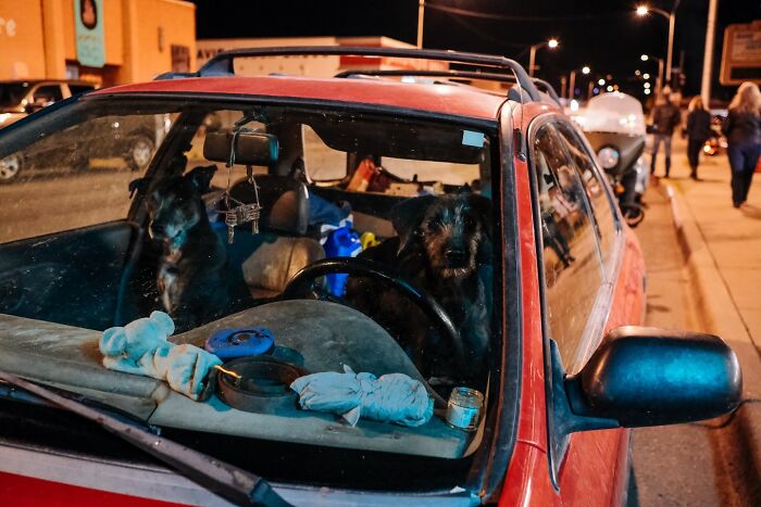 Two dogs sitting inside a red car parked on the street at night, capturing a heartwarming animal moment.