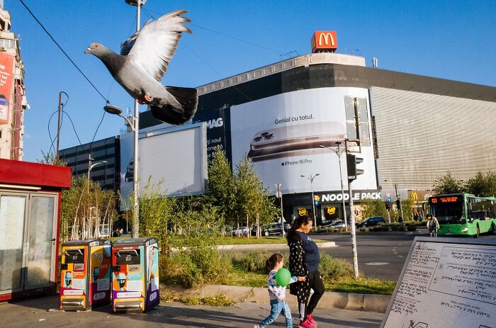 Pigeon captured mid-flight above city street, showcasing a hilarious and heartwarming animal moment in an urban setting.