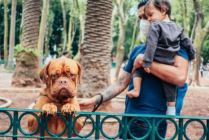 Large brown dog leaning on park fence while a man holding a child gently pets the dog in a street setting.