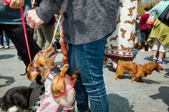 Small dog on hind legs interacting with owner’s hand on a busy street, capturing heartwarming animal moments.