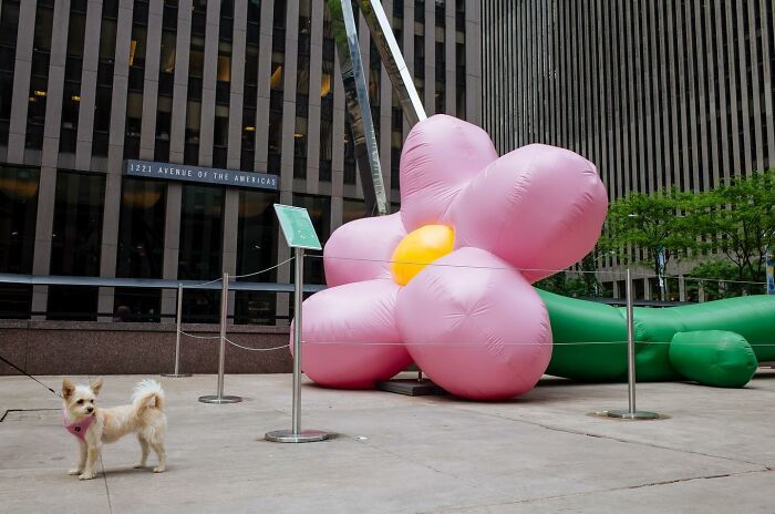 Small dog wearing a pink harness near a giant inflatable pink flower on a city street capturing heartwarming animal moments.