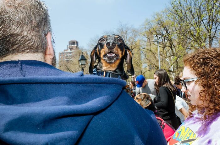 A happy dachshund being held by a person outdoors, capturing a heartwarming animal moment on the streets.