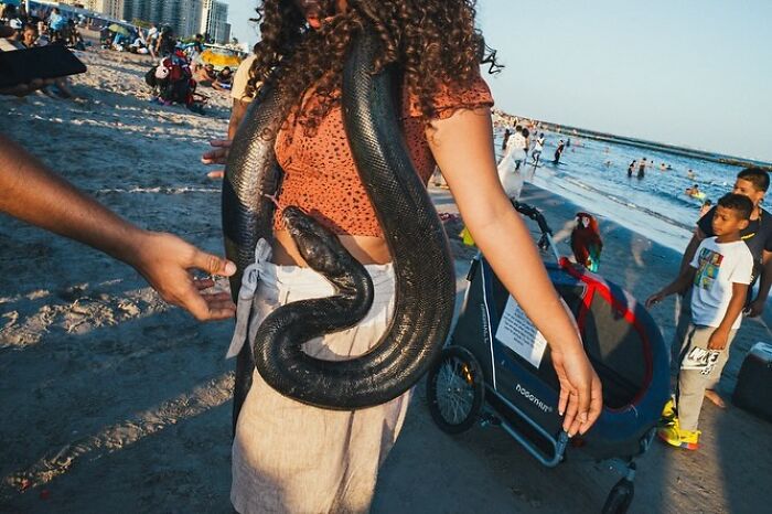 Large black snake wrapped around a woman's waist at a crowded beach, showcasing hilarious and heartwarming animal moments.