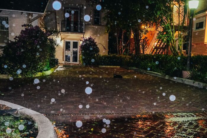 Black cat resting on wet brick street at night, capturing a heartwarming animal moment spotted on the streets.