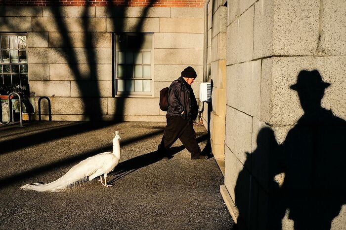White peacock walking behind a man on a city street, capturing hilarious and heartwarming animal moments outdoors.