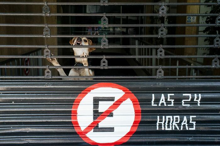 Dog behind metal bars on a street storefront with a no parking sign, capturing a hilarious and heartwarming animal moment.
