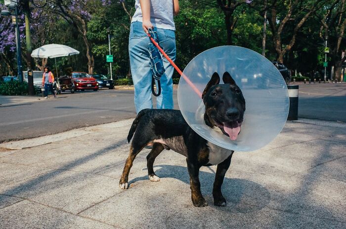 Black dog wearing a protective cone on a city sidewalk being walked on a red leash during animal moments spotted on the streets.