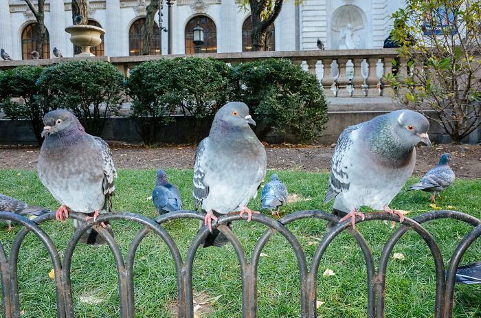 Three pigeons perched on a metal fence in a city park, showcasing funny and heartwarming animal moments on the streets.
