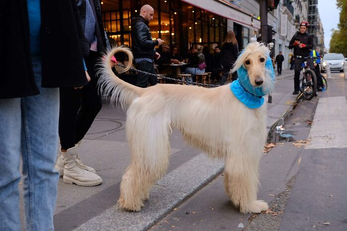 Elegant dog with a blue scarf standing on a city street among pedestrians, showcasing heartwarming animal moments.