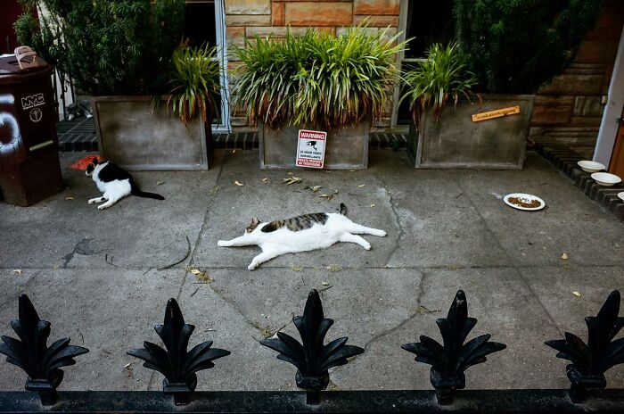 Two cats resting on a city sidewalk among potted plants and a food bowl, capturing hilarious and heartwarming animal moments.