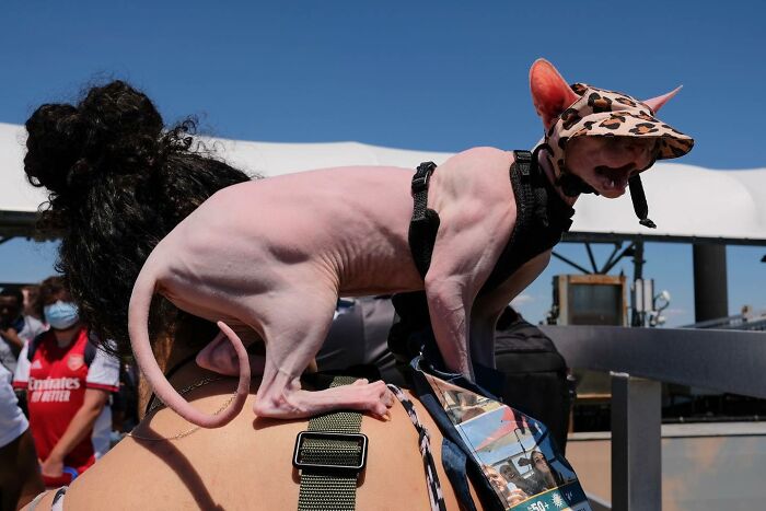 Hairless dog wearing a hat perched on a person's shoulder, showcasing a heartwarming animal moment on the street.