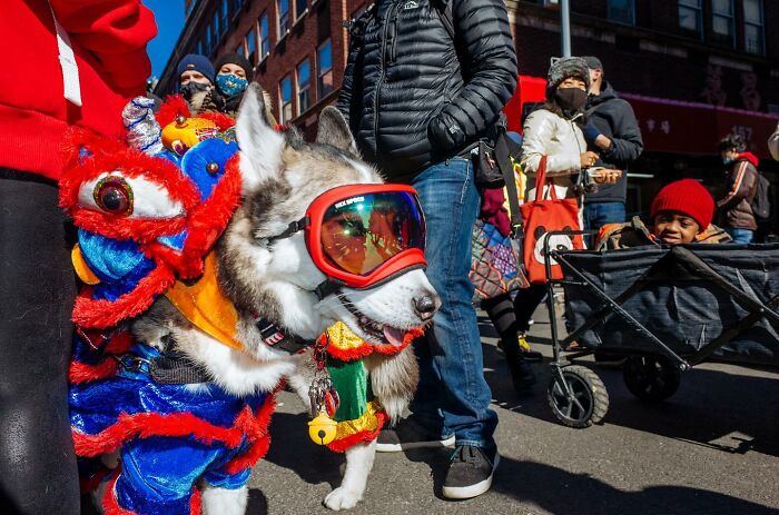 A dog in colorful traditional costume and goggles entertaining people in the street, showcasing hilarious and heartwarming animal moments.