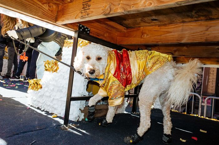 White dog wearing a colorful outfit and boots under a parade float, showcasing hilarious and heartwarming animal moments on streets.