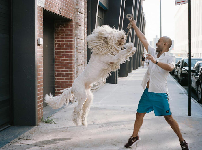 Man playing with a jumping dog on a city sidewalk, capturing hilarious and heartwarming animal moments in the streets.