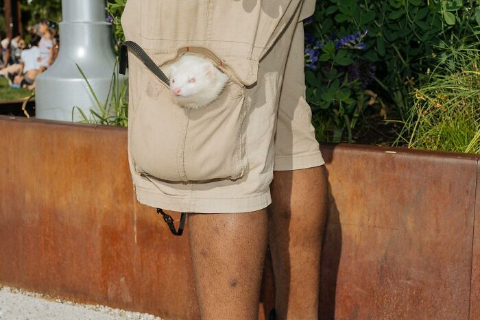 Ferret peeking out of a shorts pocket, capturing a heartwarming and hilarious animal moment spotted on the streets.