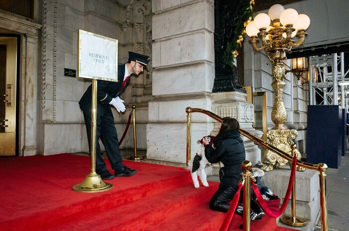 Doorman greeting a woman and her playful dog on red carpeted steps, capturing heartwarming animal moments on the streets