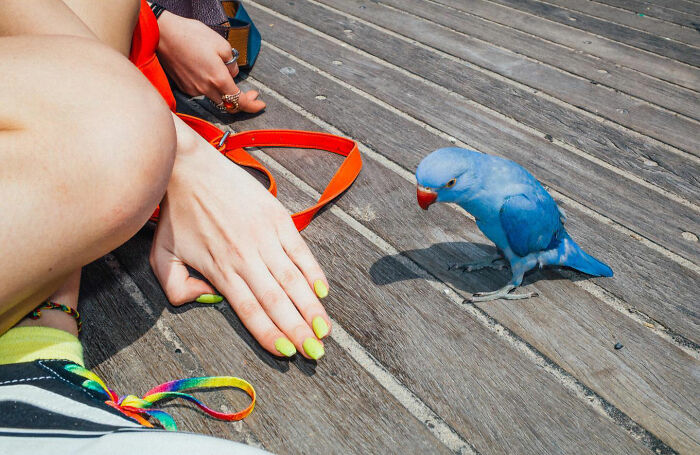 Close-up of a blue parrot and a person’s hand on wooden street planks, capturing hilarious and heartwarming animal moments.