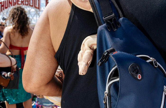 A person carrying a pet snake peeking out of their backpack, showcasing a hilarious and heartwarming animal moment.