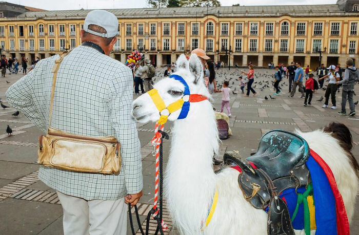 Man with a colorful llama in a busy city square, capturing heartwarming and hilarious animal moments on the streets.