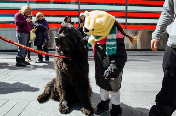 Child wearing animal hat and scarf interacts with large black dog in a heartwarming animal moment spotted on the street.