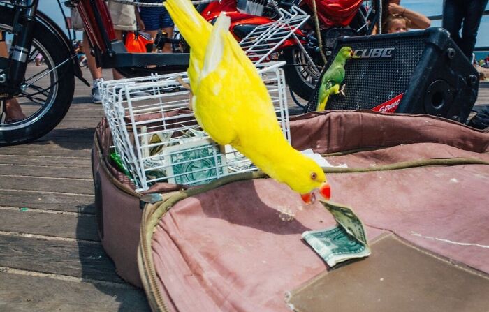 Yellow parrot grabbing a dollar bill from a street performer’s case, capturing a hilarious and heartwarming animal moment.