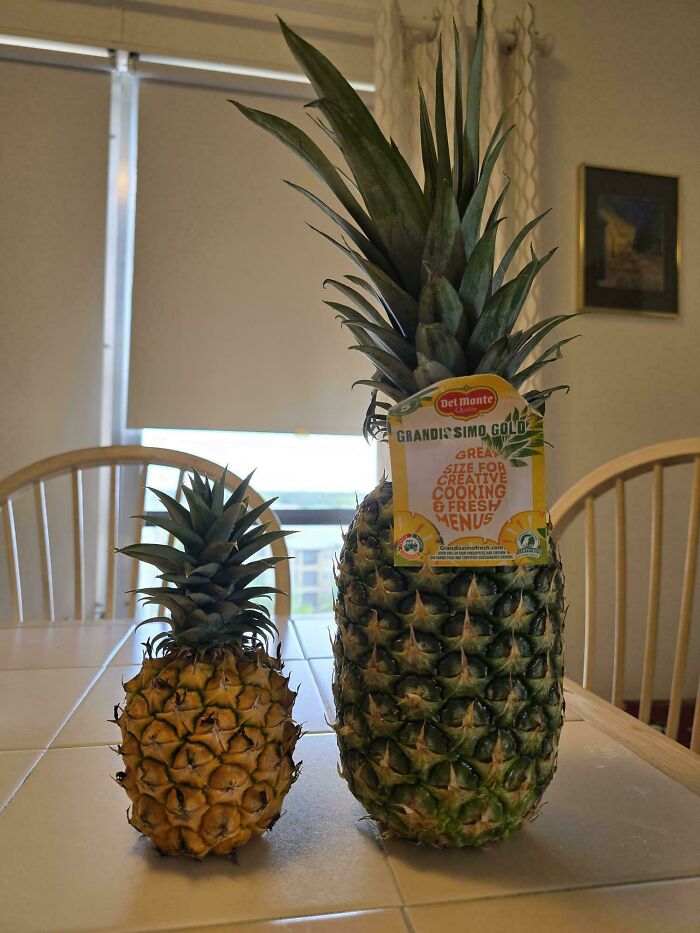 Two pineapples of different sizes on a kitchen table showing clear comparisons in fruit size and shape.