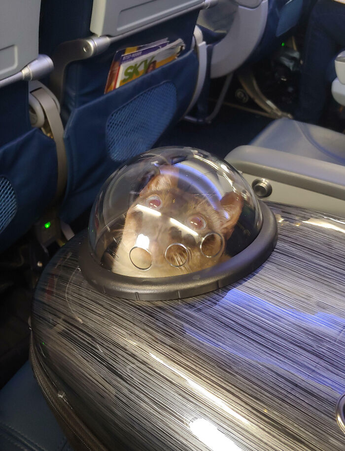 Small dog inside a transparent bubble backpack sitting on an airplane seat, a funny vacation pic capturing a quirky travel moment.