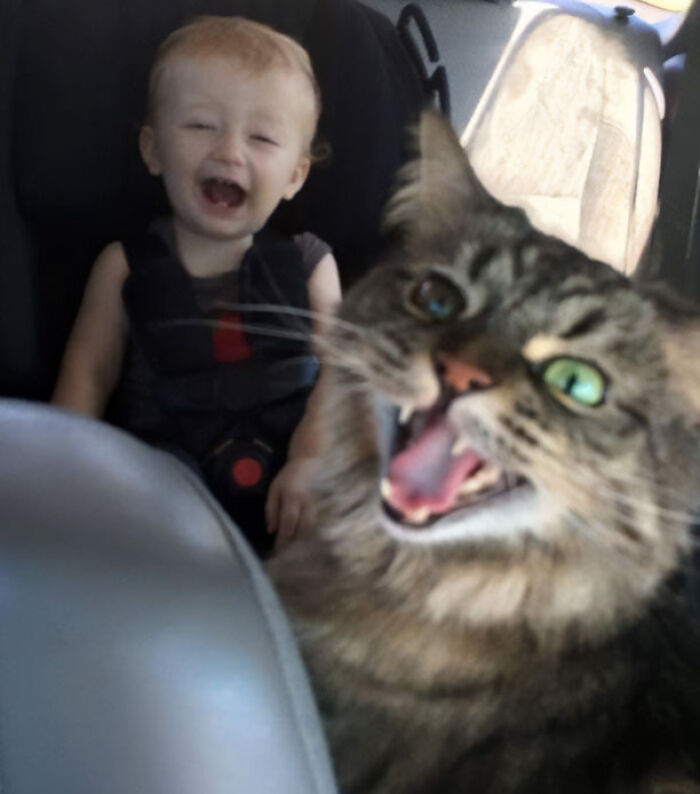 Laughing baby and cat in car seat captured in funny vacation pic with unexpected expressions for comedy special moments