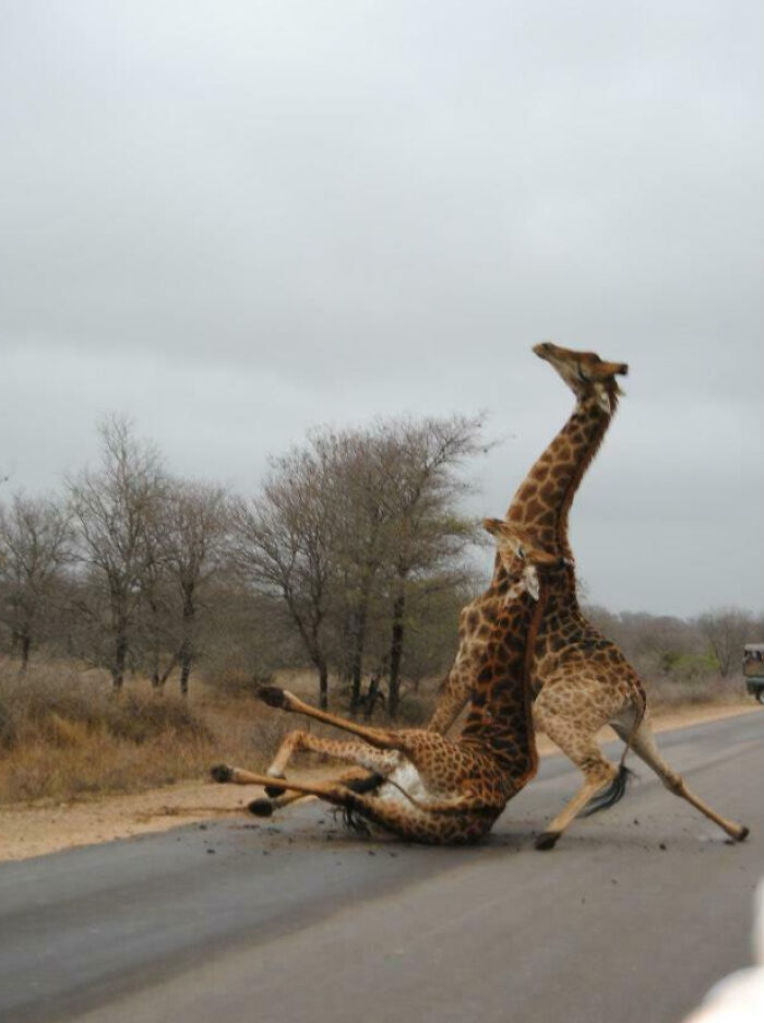 Two giraffes awkwardly falling on a road during a vacation, capturing a funny and unexpected wildlife moment.