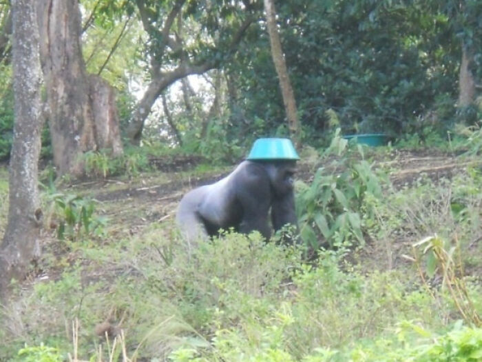 Gorilla wearing a blue bowl on its head in a forest, a funny vacation pic perfect for comedy moments.