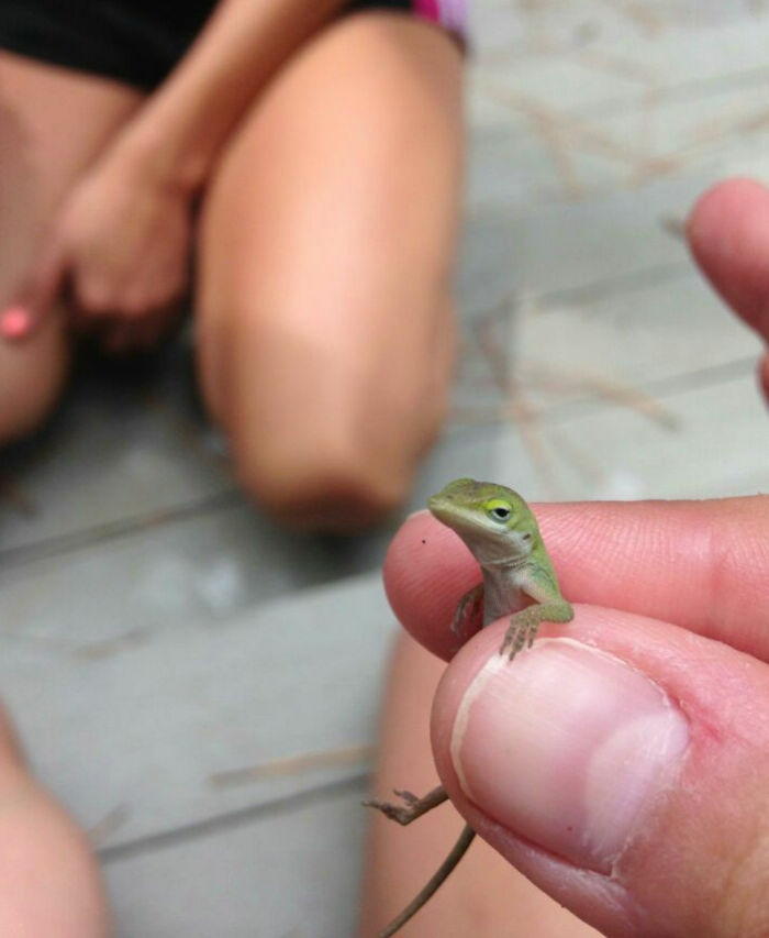 Small green lizard held between fingers with blurred person in background in a funny vacation pic moment.
