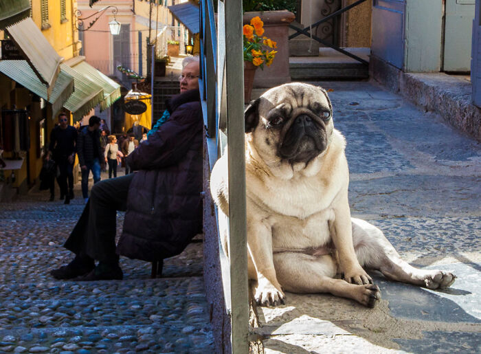 A pug sitting awkwardly on a stone path while a person sits on the opposite side in a humorous vacation photo.