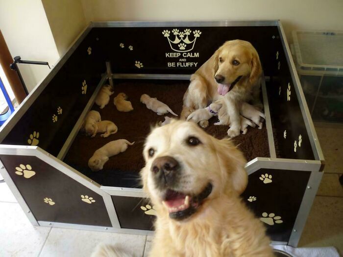 Golden retriever taking a funny selfie while puppies and another dog steal the show in a playful pet photo crash.