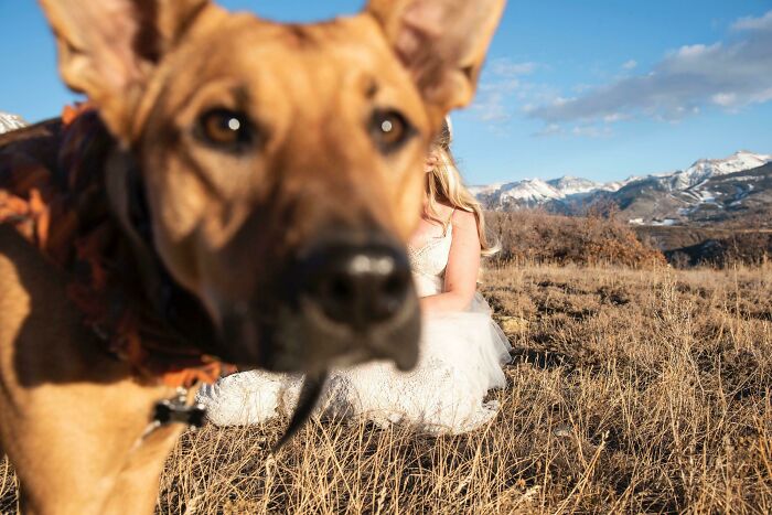 Large dog photobombs outdoor portrait, showcasing funny times pets crashed photos and totally stole the show in nature setting.