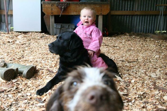 Toddler in a pink outfit sitting on a black dog while another dog playfully crashes the photo, a funny pet moment.