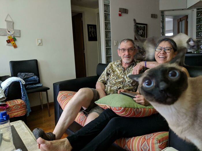 Couple sitting on couch with cats photobombing in a funny times pets crashed photos moment.
