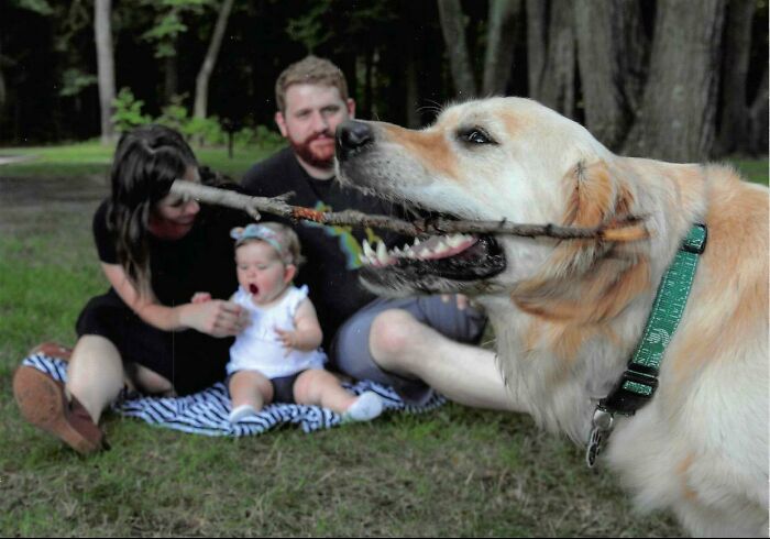 Golden retriever holding a large stick in its mouth while a family with a baby sits on a blanket in the background, pet photo crash.