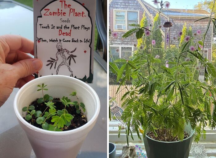 Seed packet and small sprouting zombie plant in a cup, next to a mature fun and functional potted plant by a window.
