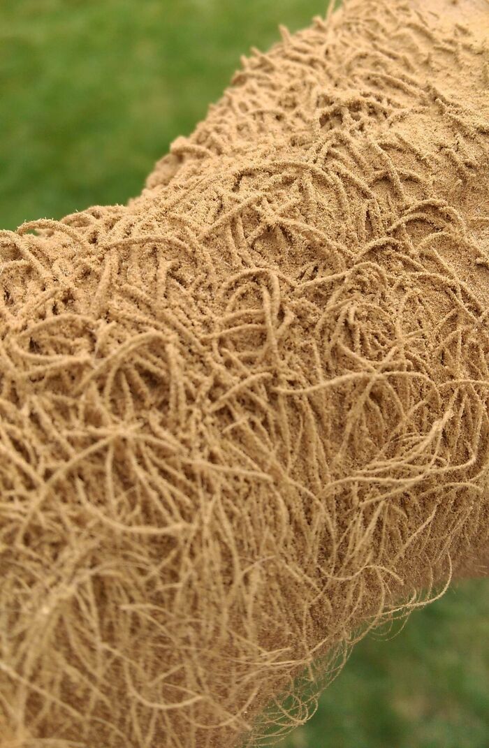 Close-up of an arm with extra finger showing unusual and fascinating human body condition.