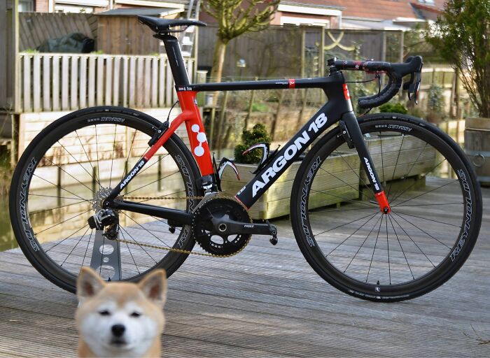 A dog photobombing a photo of a black and red Argon 18 bicycle on a wooden deck outdoors.
