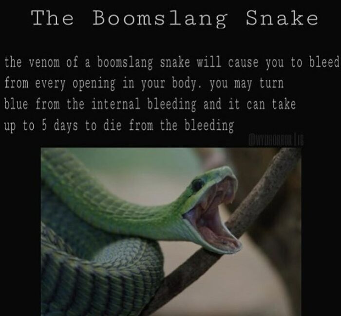 Close-up of a boomslang snake with mouth open, illustrating a creepy fact about its deadly venom causing internal bleeding.