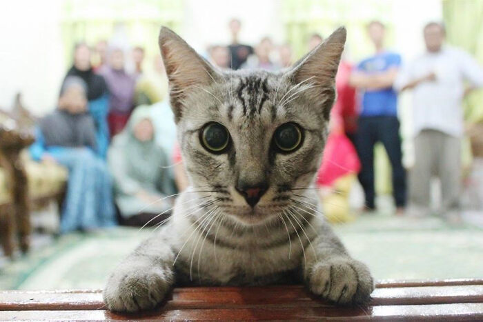 Close-up of a funny cat crashing a group photo, stealing the show with its curious expression and big eyes.