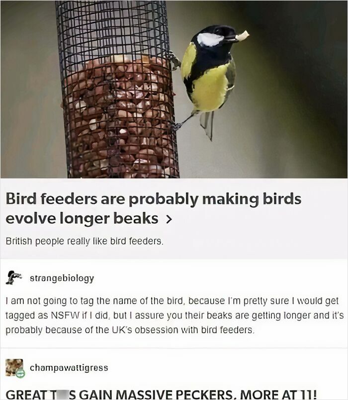 Bird perched on a feeder with a small piece of food, humorously discussing bird beak evolution and science memes.