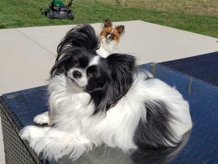 Two small dogs on a glass table outside, perfect example of funny times pets crashed photos and stole the show.
