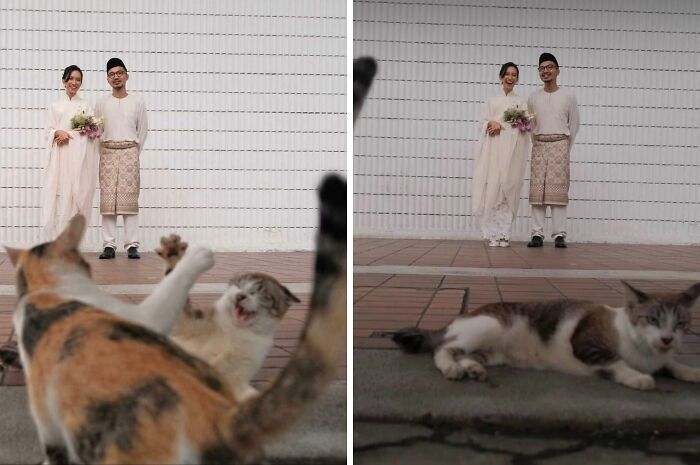 Couple posing for a wedding photo with cats crashing the shot, creating funny times pets crashed photos moments.
