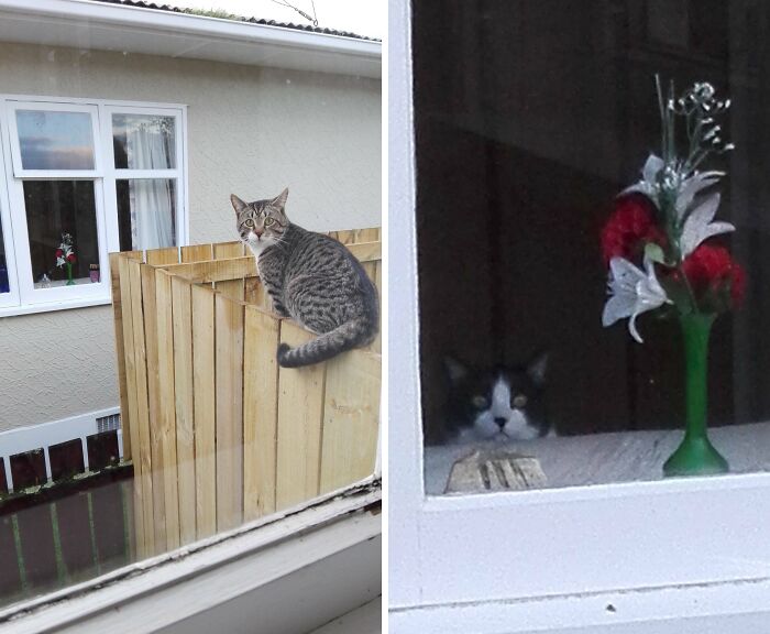 Two cats amusingly crashed photos by sitting on a fence and peeking behind a window with flowers.
