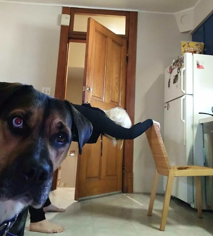 Dog crashing a photo with a person leaning on a chair in a kitchen, showcasing funny times pets stole the show.